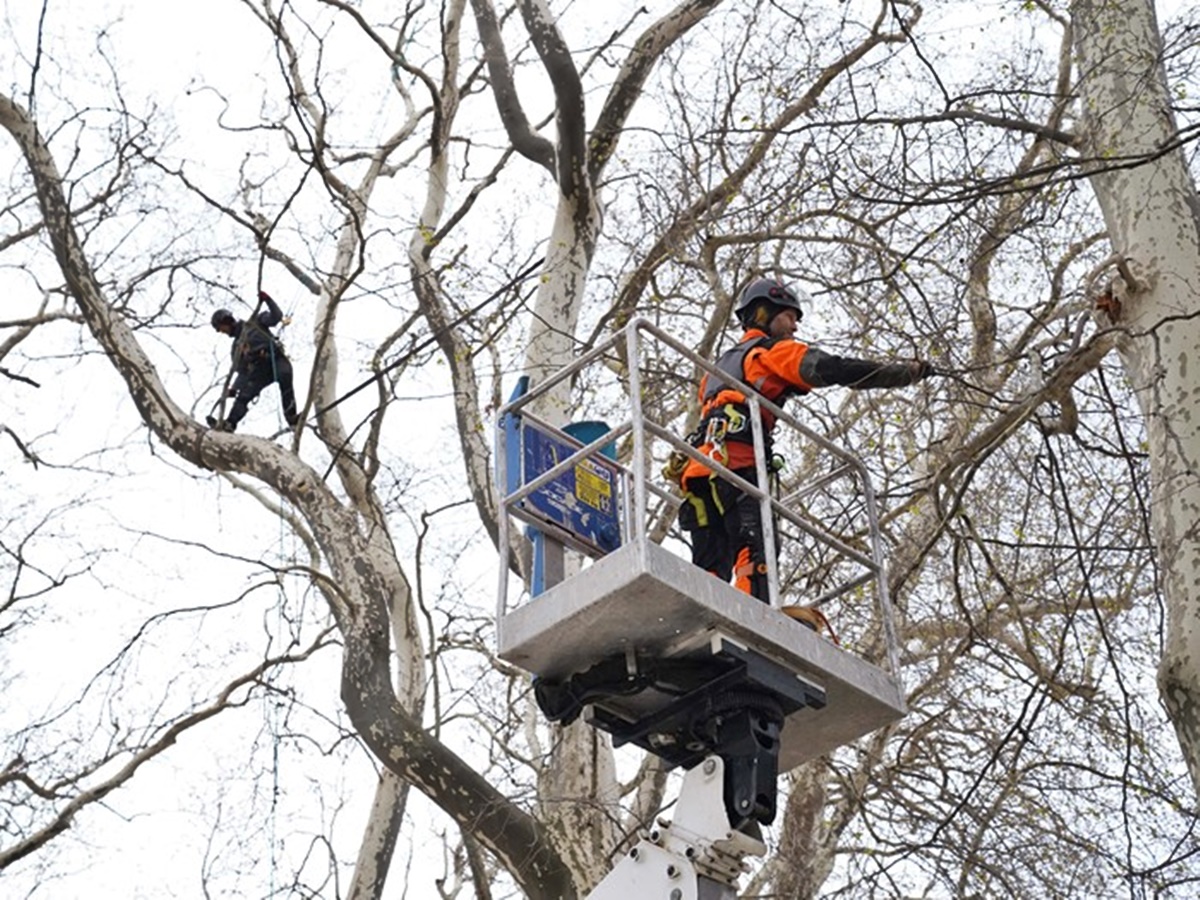 platani-2.jpg (482 KB)