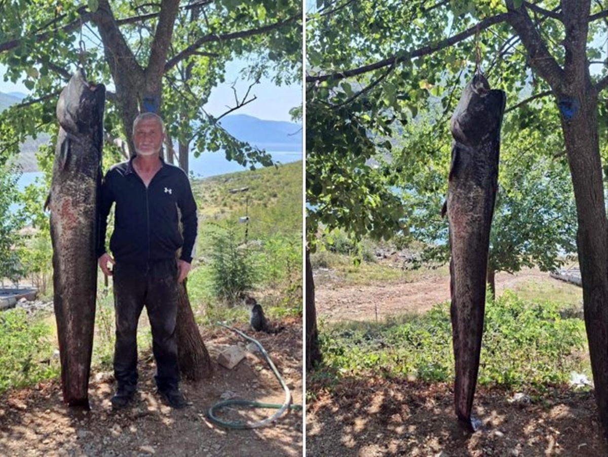 Билећанин Ранко Ивковић уловио два сома капиталца