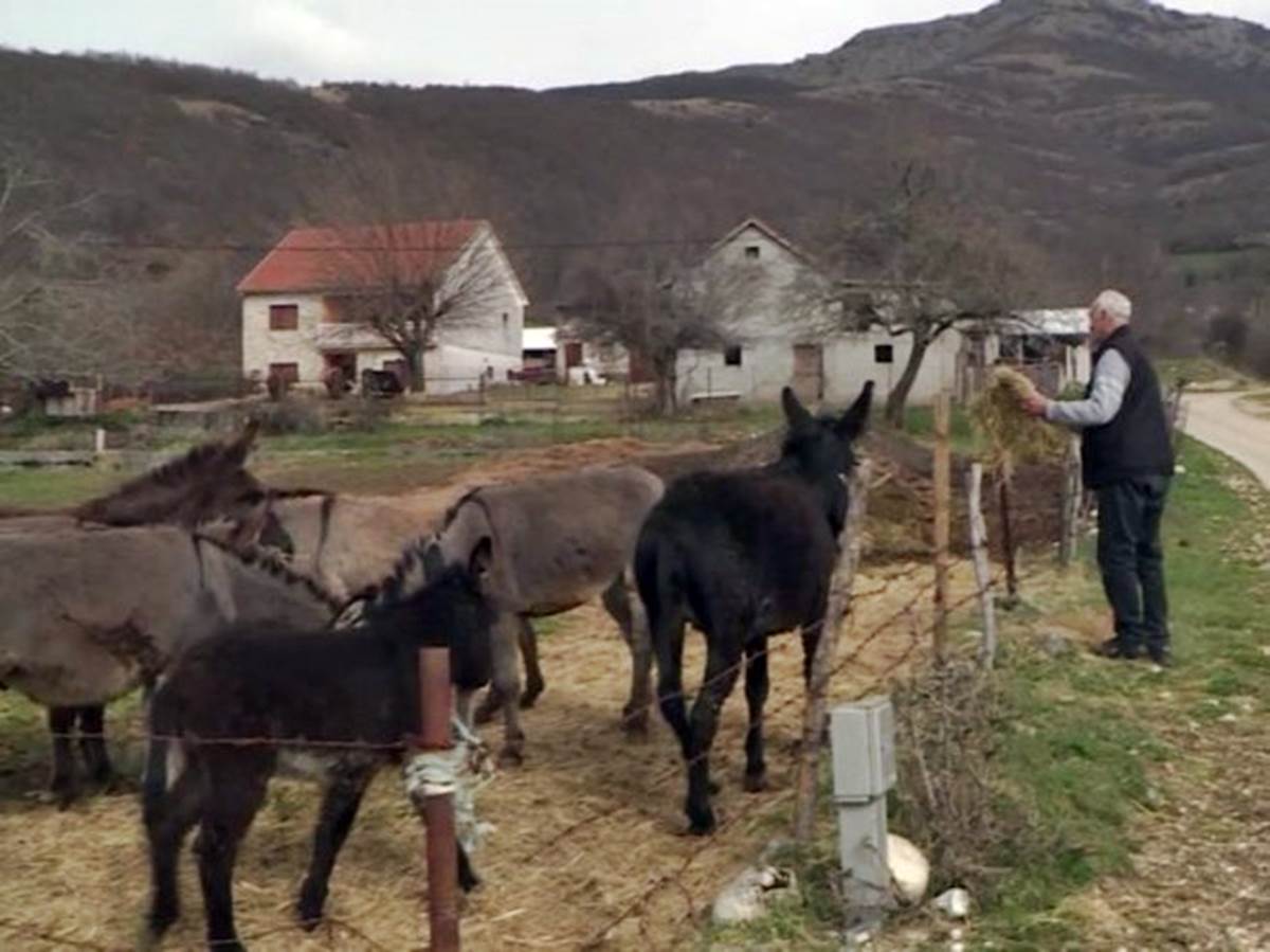 Добро Лучић једини узгајивач магараца на просторима Херцеговине (ВИДЕО)
