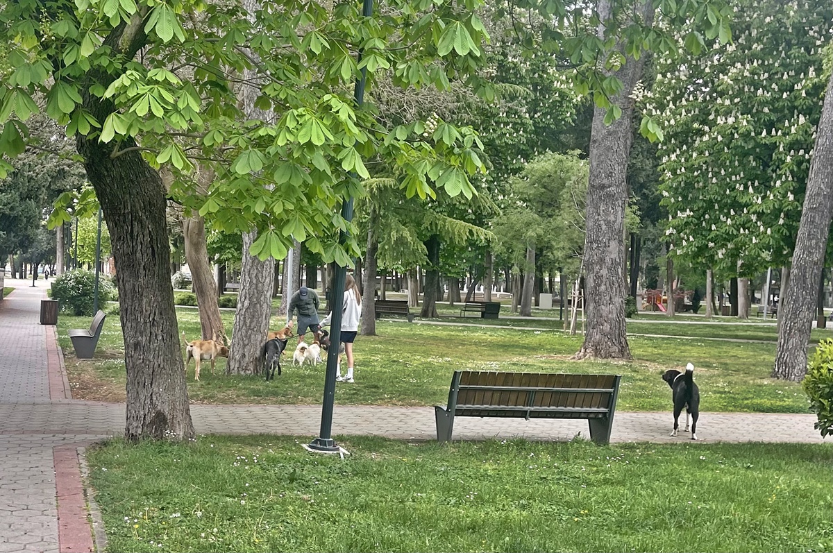 Пси луталице у Требињу: Растући проблем који оптерећује град, азил и грађане