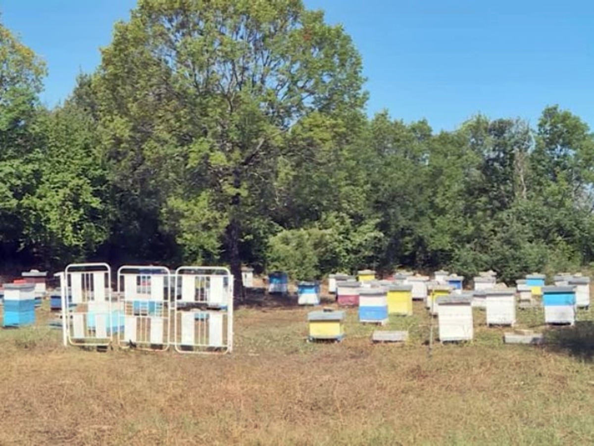 314953.jpg (324 KB)